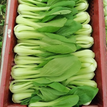 青菜、白菜、鸡毛菜，质量有保障