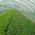 青菜、白菜、鸡毛菜，质量有保障