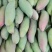 大象牙芒果，红象牙大果，优质一级果，线上交易