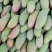 大象牙芒果，红象牙大果，优质一级果，线上交易
