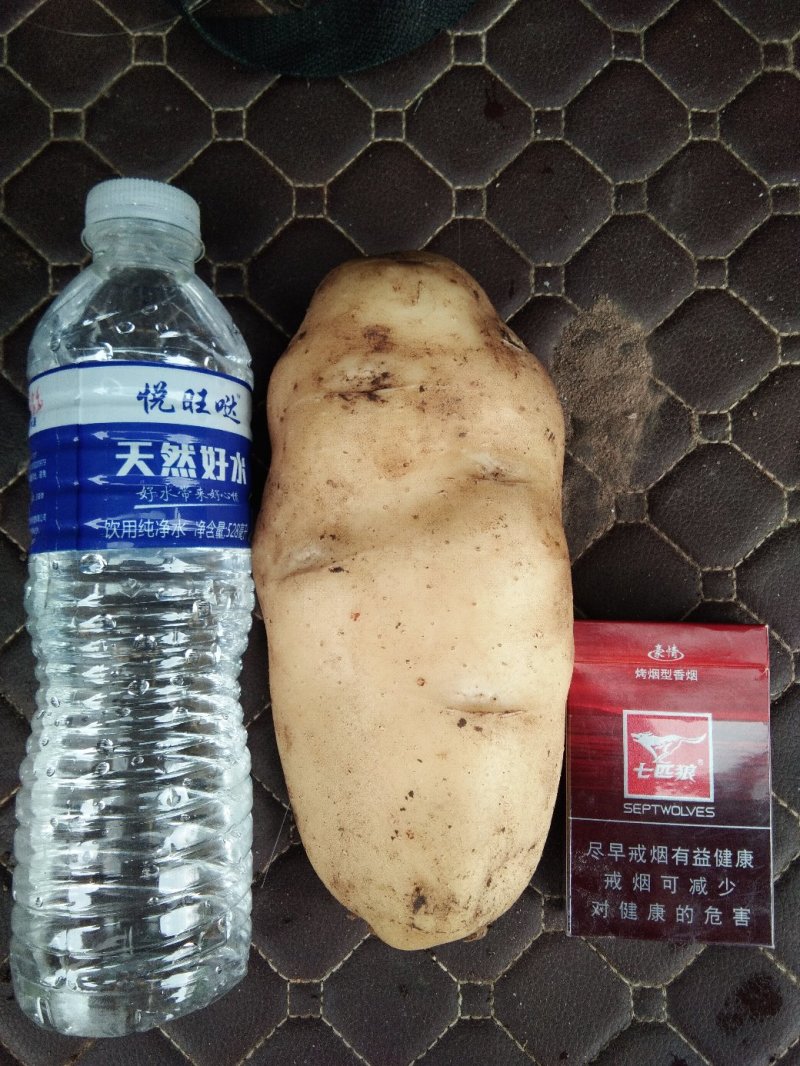 荷兰806土豆