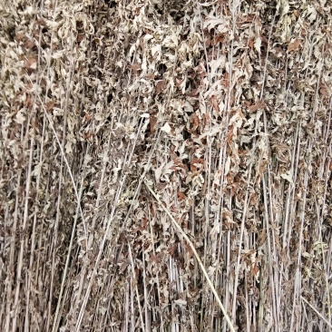 全棵干艾草