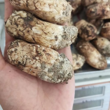 野生松茸