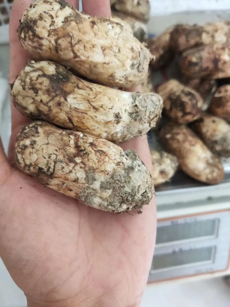 野生松茸