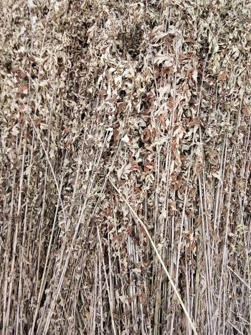 全棵干艾草