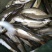 【荐】细鳞鱼裂腹鱼河阳鱼全国发货提供技术支持