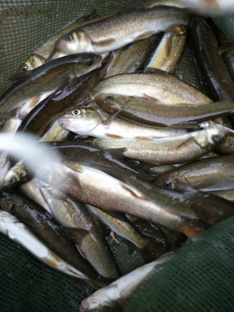 【荐】细鳞鱼裂腹鱼河阳鱼全国发货提供技术支持
