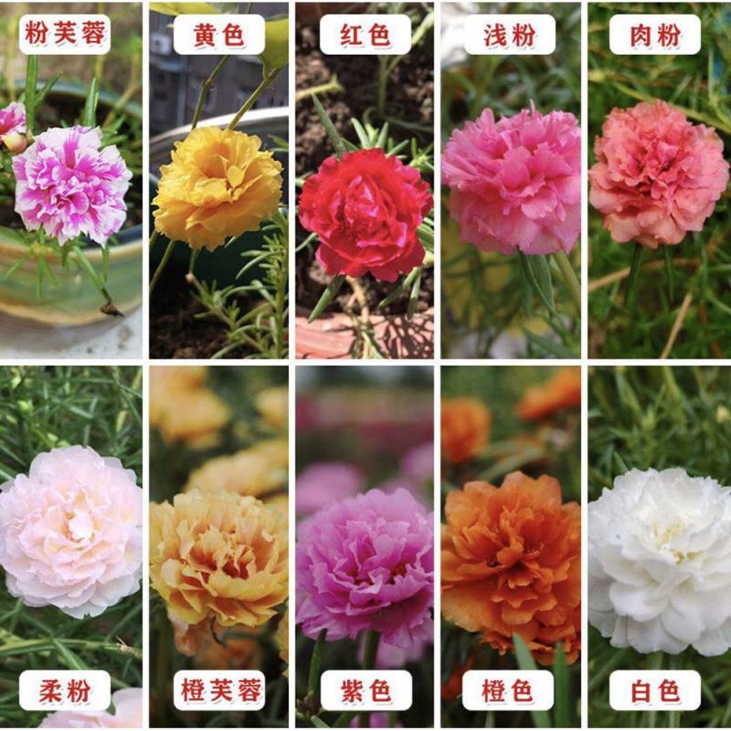 重瓣太阳花种子进口太阳花种子特大花盆栽单瓣太阳花种子