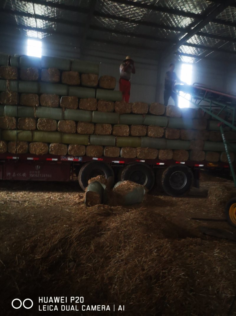 揉丝稻草粉碎柔丝除尘小麦秸秆3-5公分套袋销售中