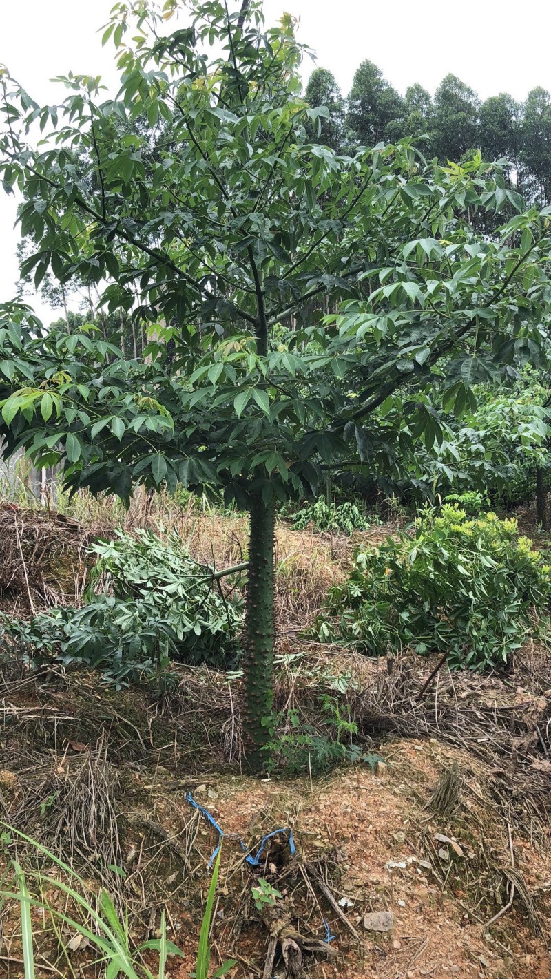 美丽木棉柳州货美丽异木棉