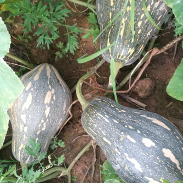 香芋南瓜秋季红沙土山地种植
