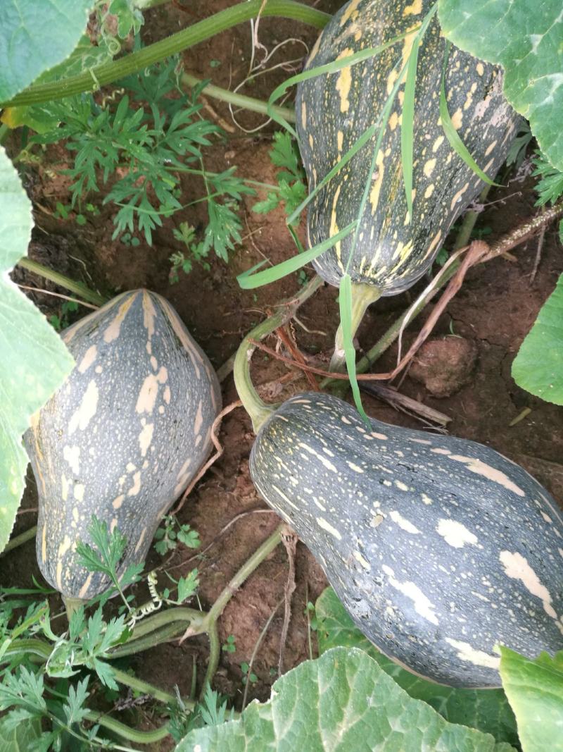 香芋南瓜秋季红沙土山地种植