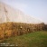 揉丝稻草粉碎柔丝除尘小麦秸秆3-5公分套袋销售中