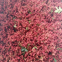 汉源贡椒湿花椒