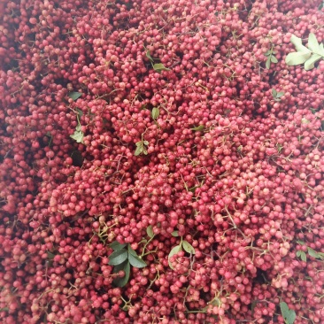汉源贡椒湿花椒