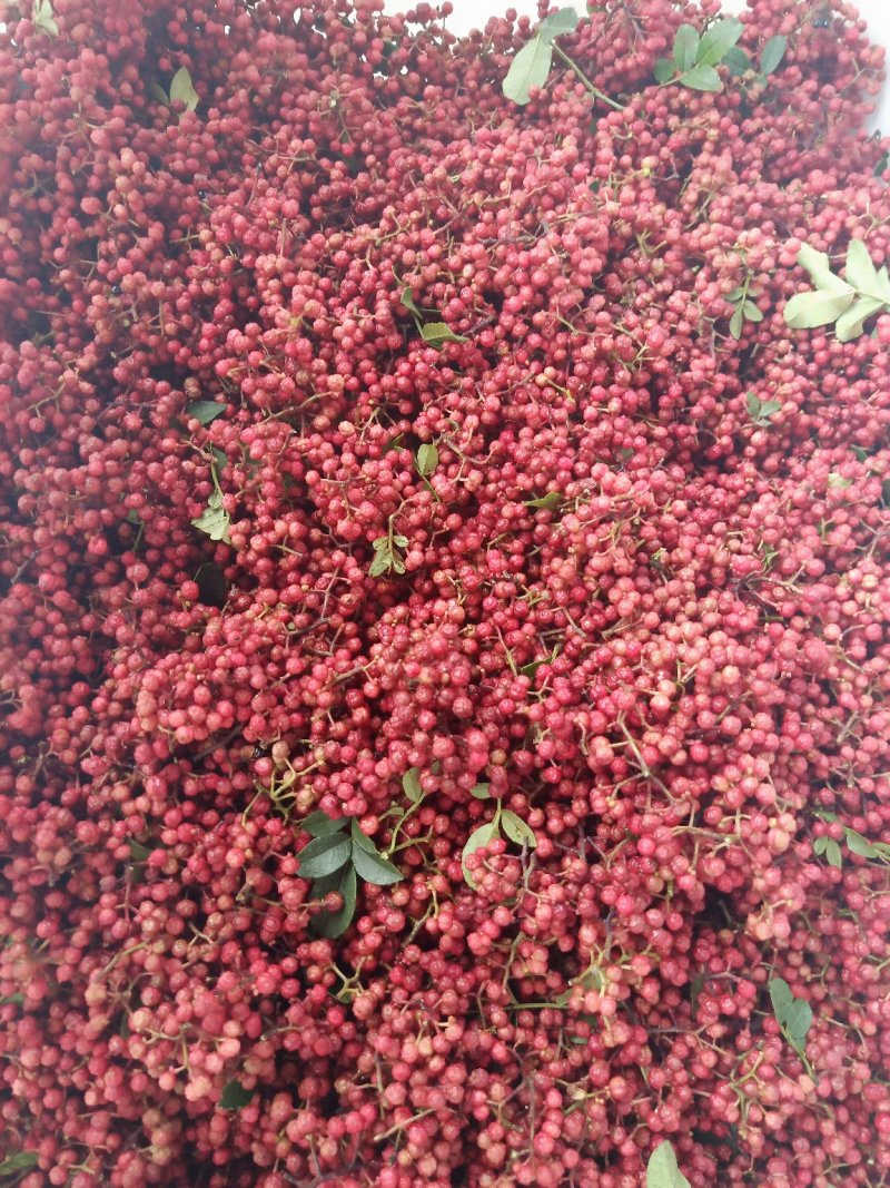 汉源贡椒湿花椒
