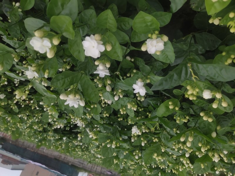 重瓣茉莉花杯苗/带花包带泥土发货/基地现挖发往全国