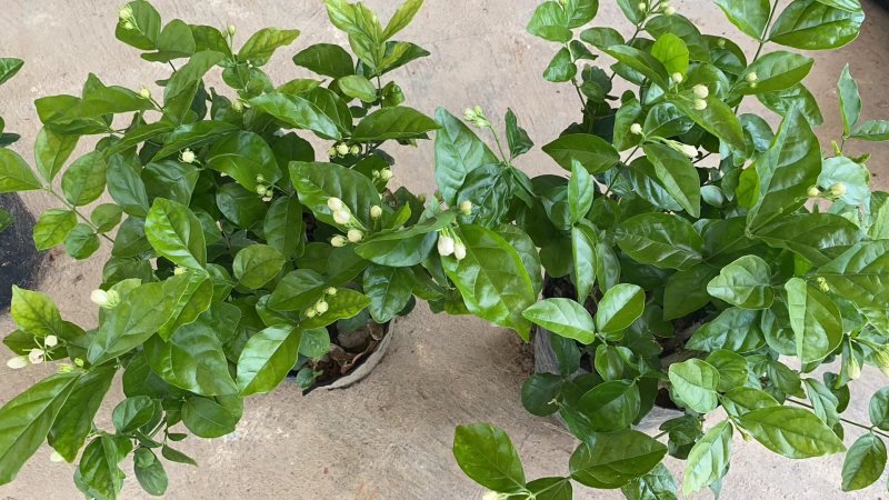 重瓣茉莉花杯苗/带花包带泥土发货/基地现挖发往全国