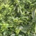 青花椒一手货源产地直发全国供货批发商采购商专供
