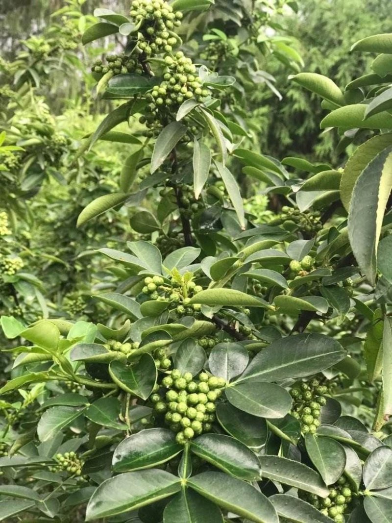 青花椒一手货源产地直发全国供货批发商采购商专供