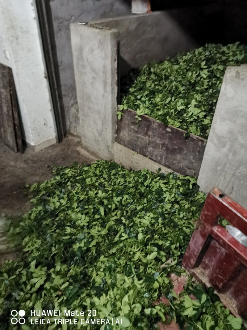 青花椒一手货源产地直发全国供货批发商采购商专供