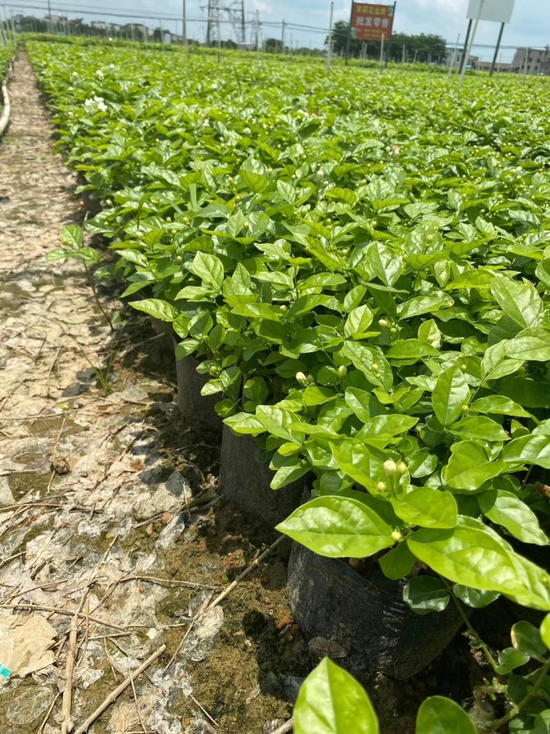 重瓣茉莉花杯苗/带花包带泥土发货/基地现挖发往全国