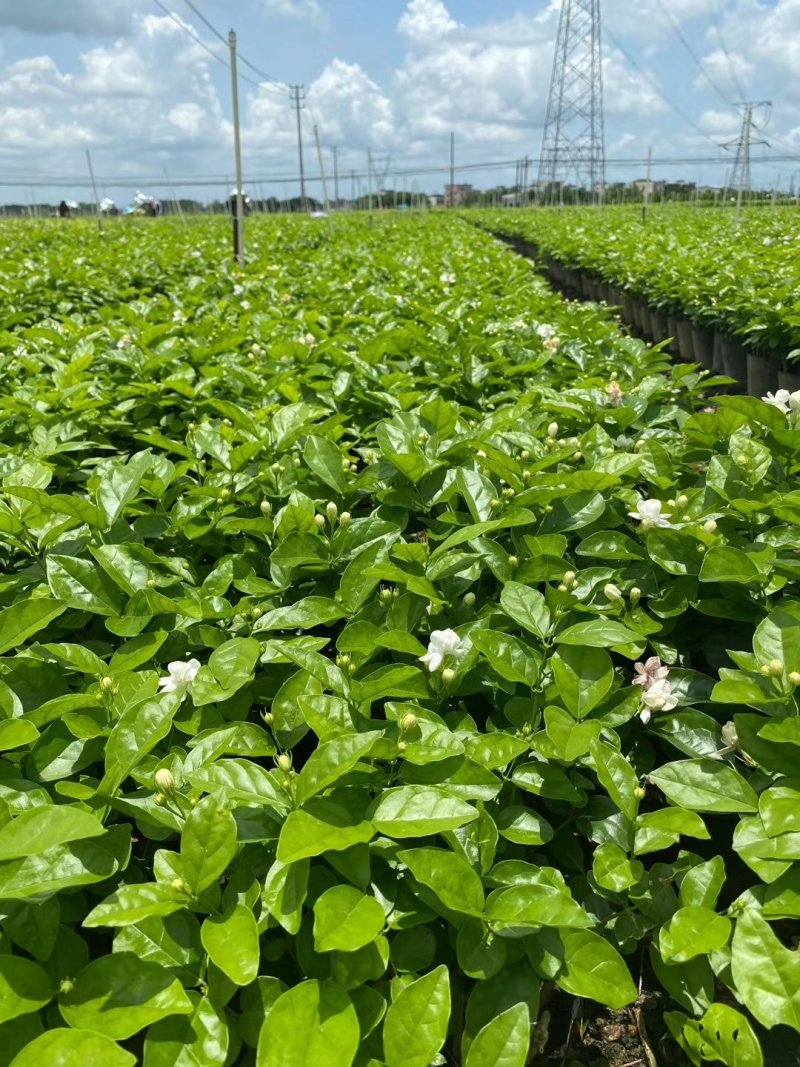 重瓣茉莉花杯苗/带花包带泥土发货/基地现挖发往全国
