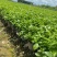重瓣茉莉花杯苗/带花包带泥土发货/基地现挖发往全国