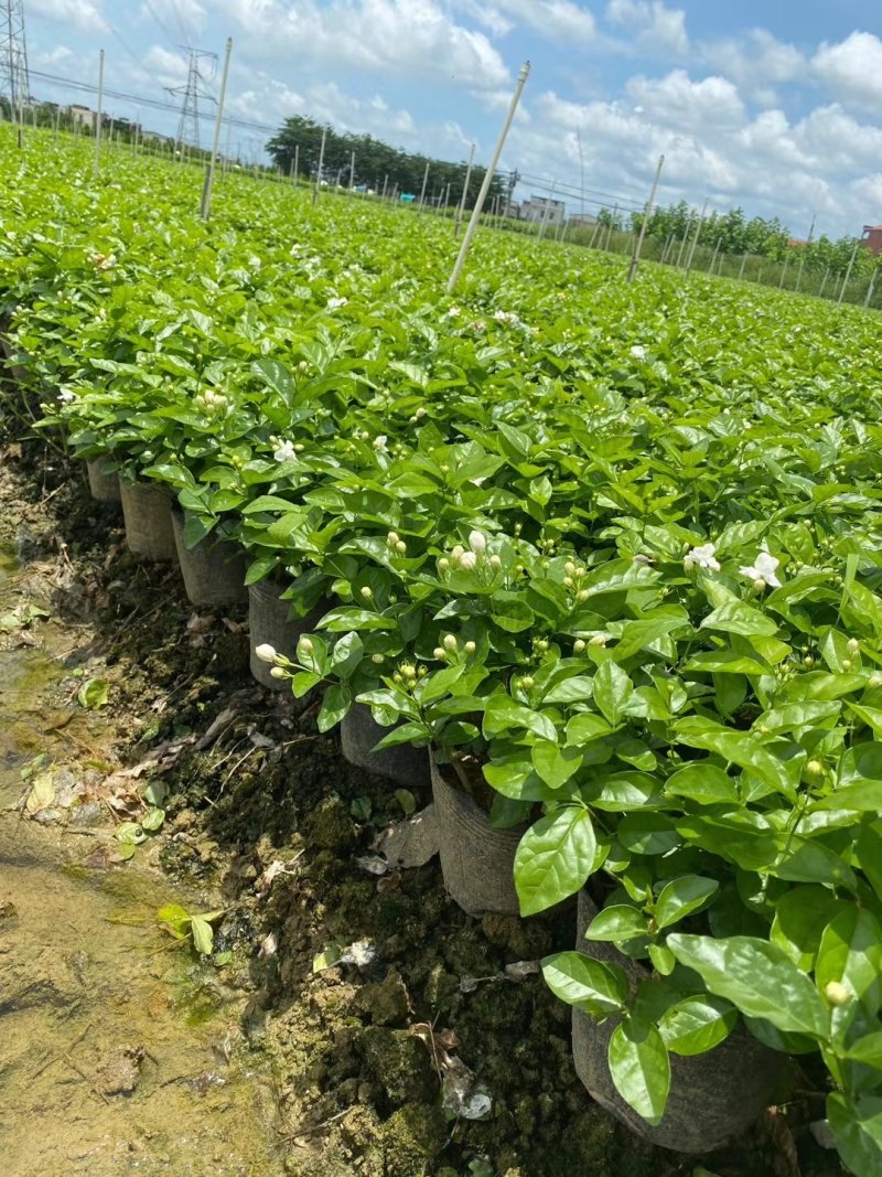 重瓣茉莉花杯苗/带花包带泥土发货/基地现挖发往全国