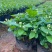 重瓣茉莉花杯苗/带花包带泥土发货/基地现挖发往全国