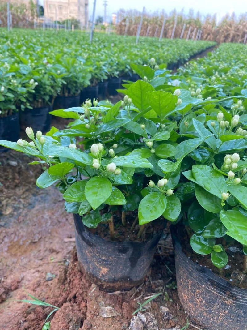 重瓣茉莉花杯苗/带花包带泥土发货/基地现挖发往全国