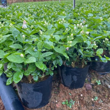 重瓣茉莉花杯苗/带花包带泥土发货/基地现挖发往全国