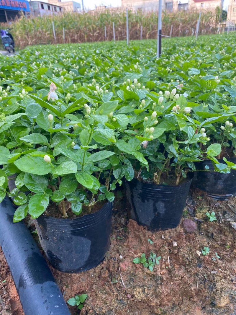 重瓣茉莉花杯苗/带花包带泥土发货/基地现挖发往全国
