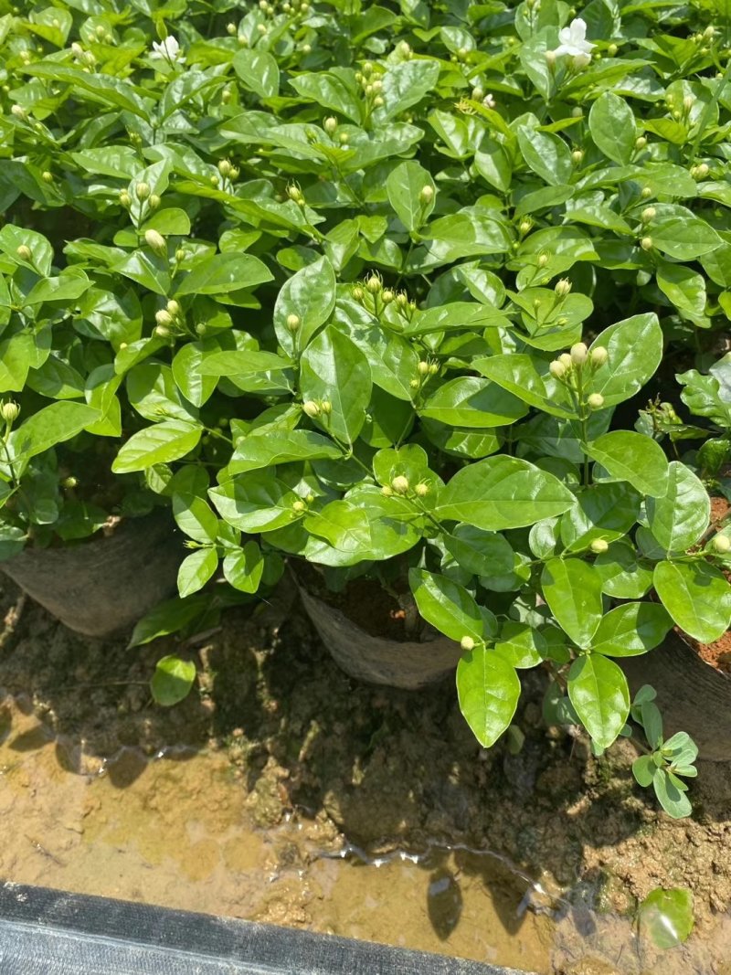 重瓣茉莉花杯苗/带花包带泥土发货/基地现挖发往全国