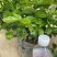 重瓣茉莉花杯苗/带花包带泥土发货/基地现挖发往全国