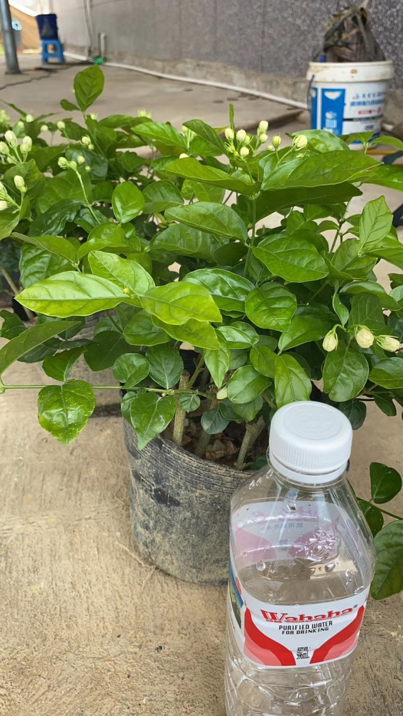 重瓣茉莉花杯苗/带花包带泥土发货/基地现挖发往全国