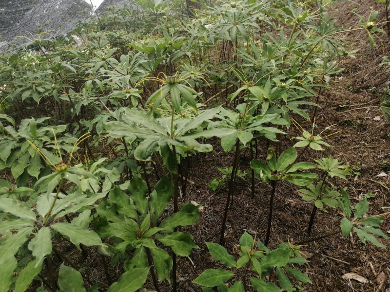 重楼，个子，量大从优，非诚勿扰