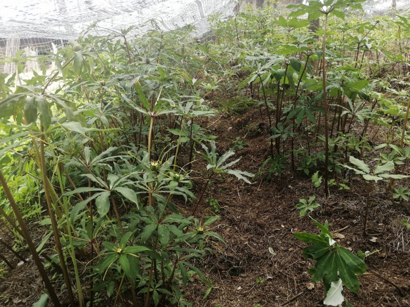 重楼，个子，量大从优，非诚勿扰