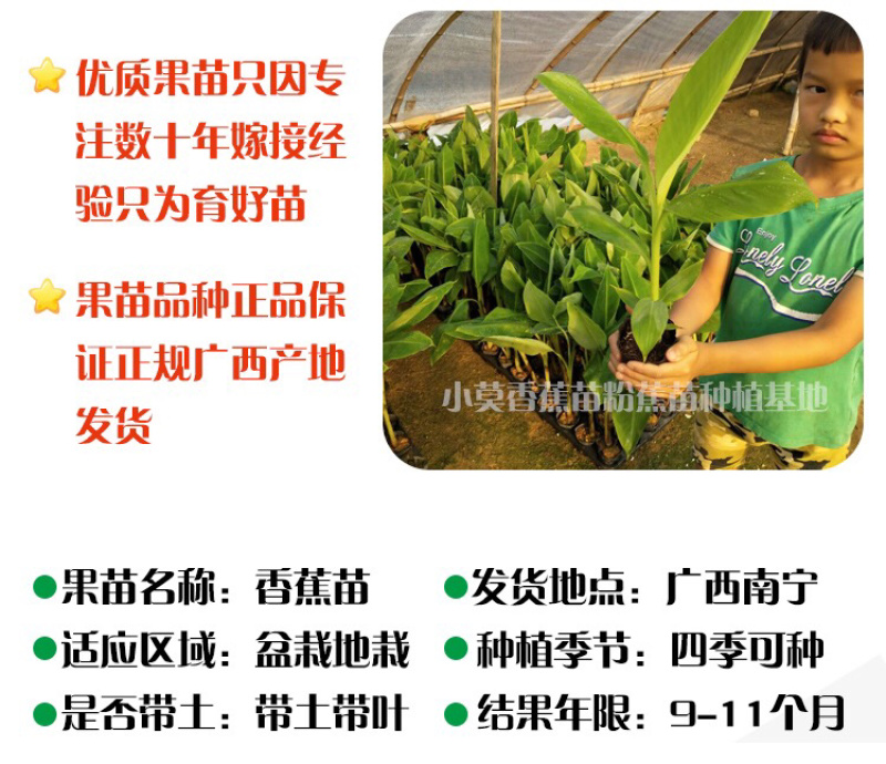 广西南宁莫少苗木(威廉斯b6)10cm~30cm不含