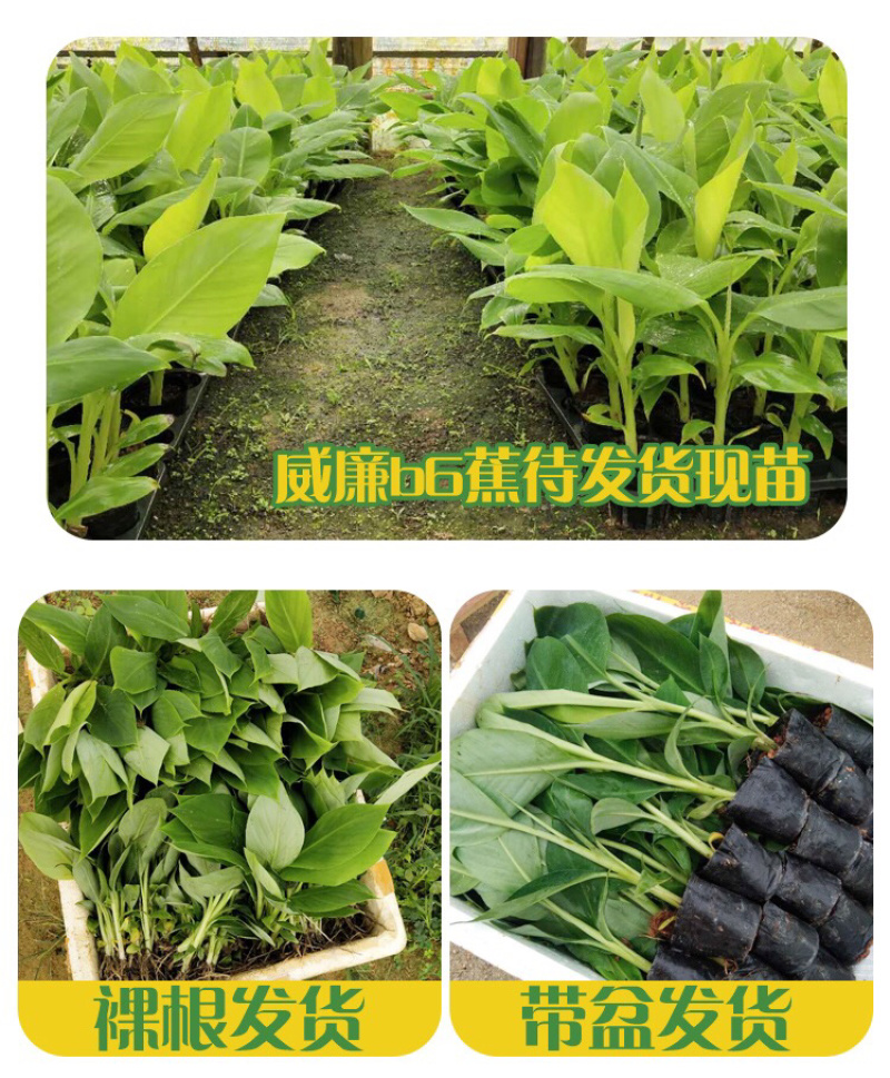 广西南宁莫少苗木(威廉斯b6)10cm~30cm不含