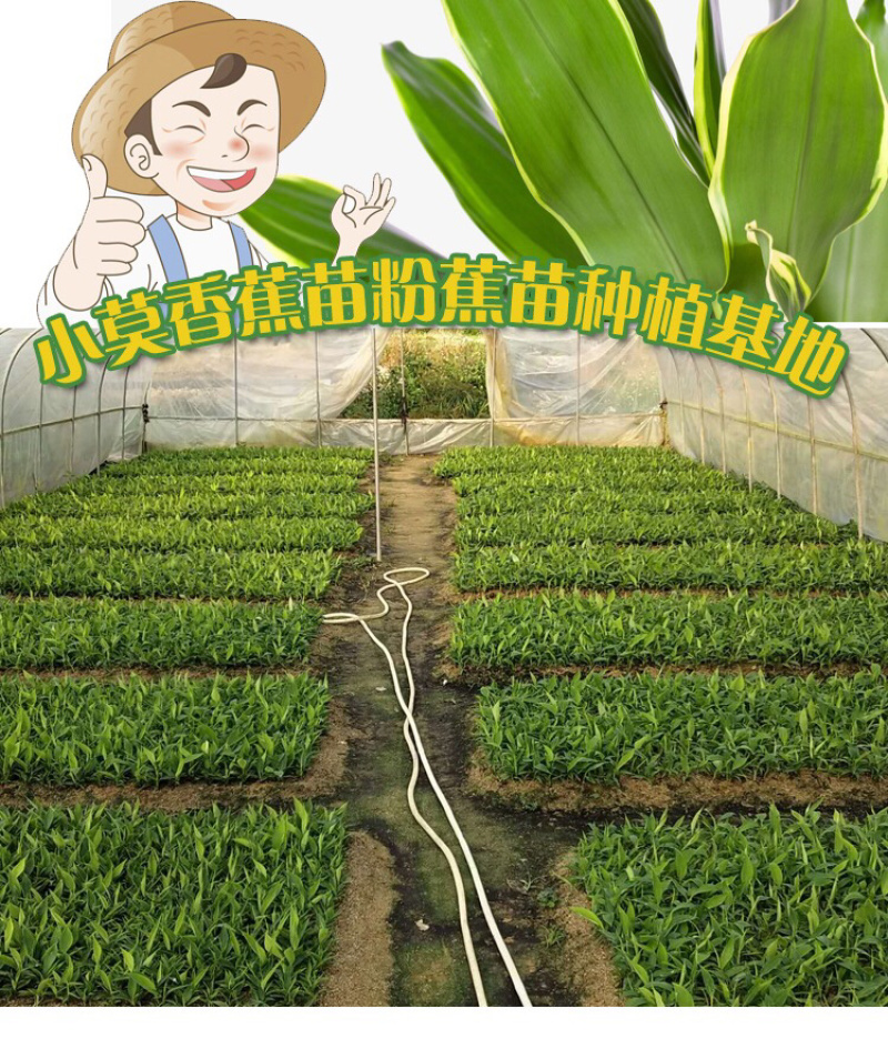 广西南宁莫少苗木(威廉斯b6)10cm~30cm不含