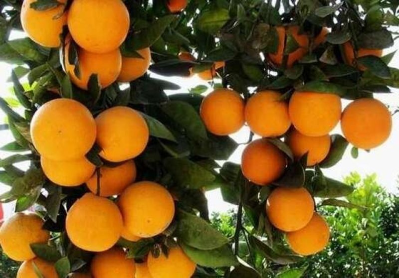 [推荐]湖南麻阳富硒冰糖橙包装果，诚信代办。