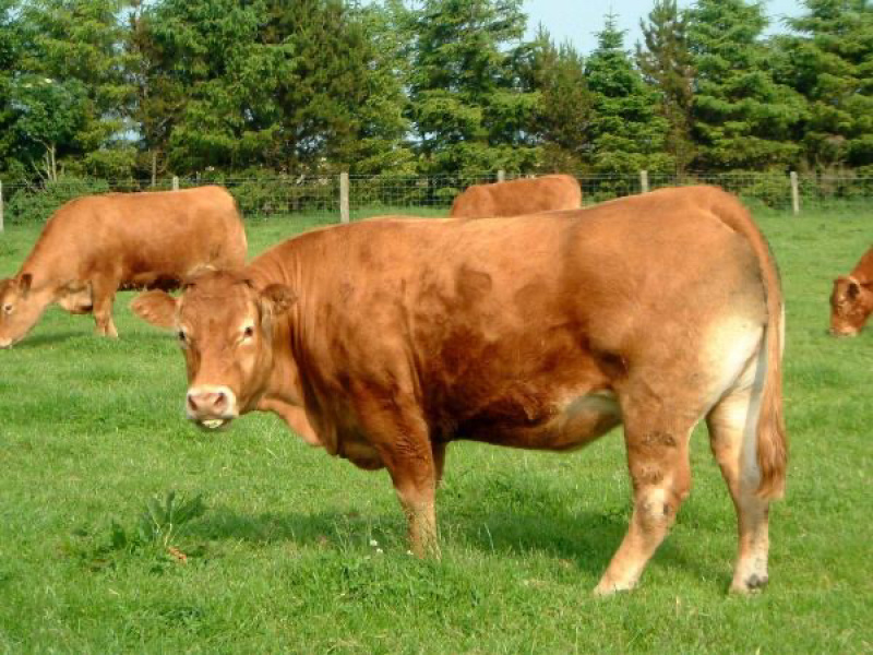 西门塔尔牛牛犊肉牛价格改良肉牛