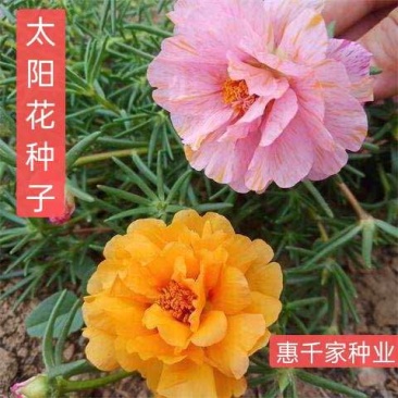 重瓣太阳花种子进口太阳花种子特大花盆栽单瓣太阳花种子