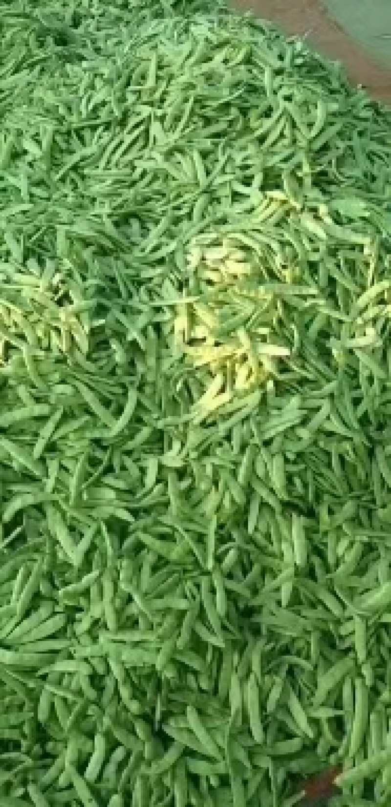 大油豆角，小油豆角大量上市，产地直供保质保量，代收代发