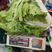 耐热大白菜种子产量高抗热全国发货欢迎进店选购