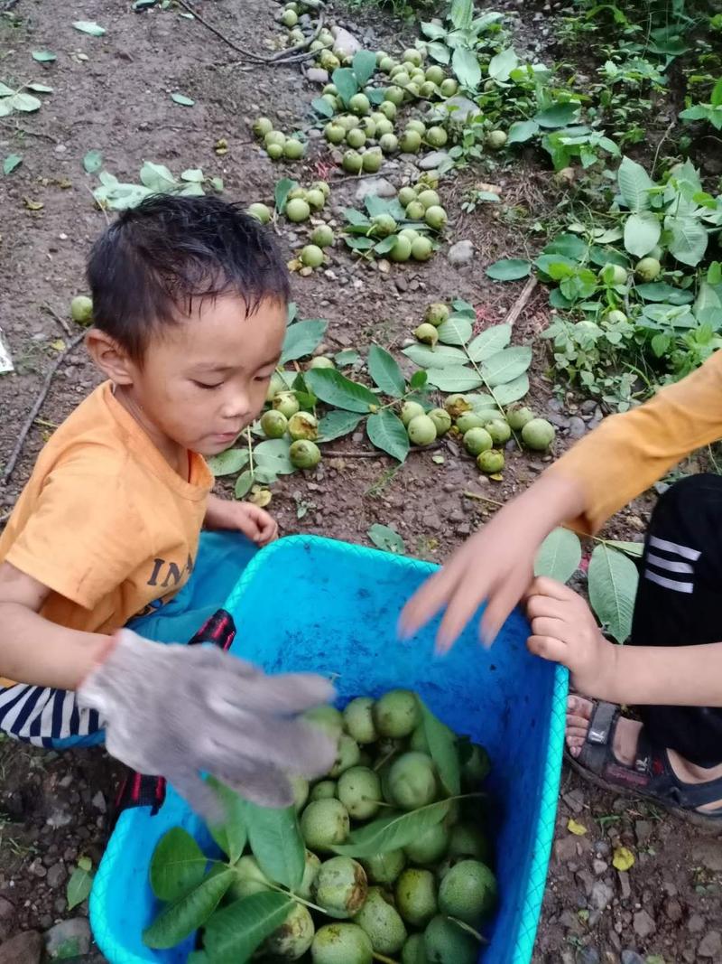 核桃去皮核桃鲜核桃支持代购一件代发产地直供保质保