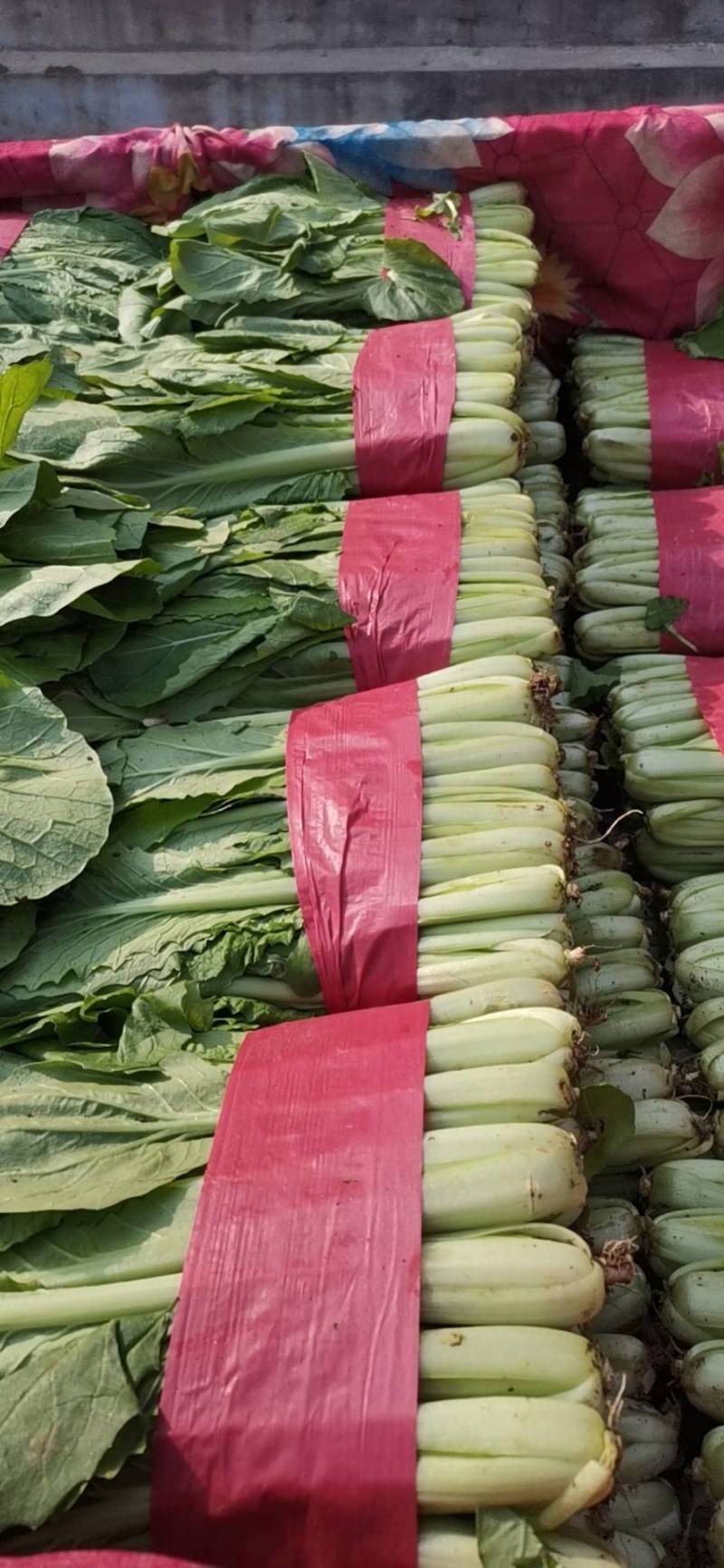 精品小白菜优质供应，量大无虫眼，产地批发，价格便宜