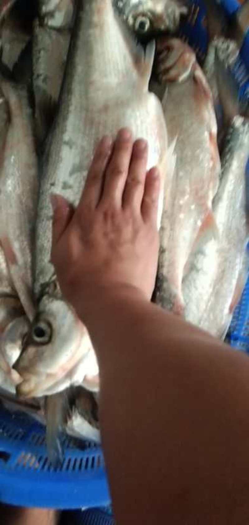 翘嘴鱼