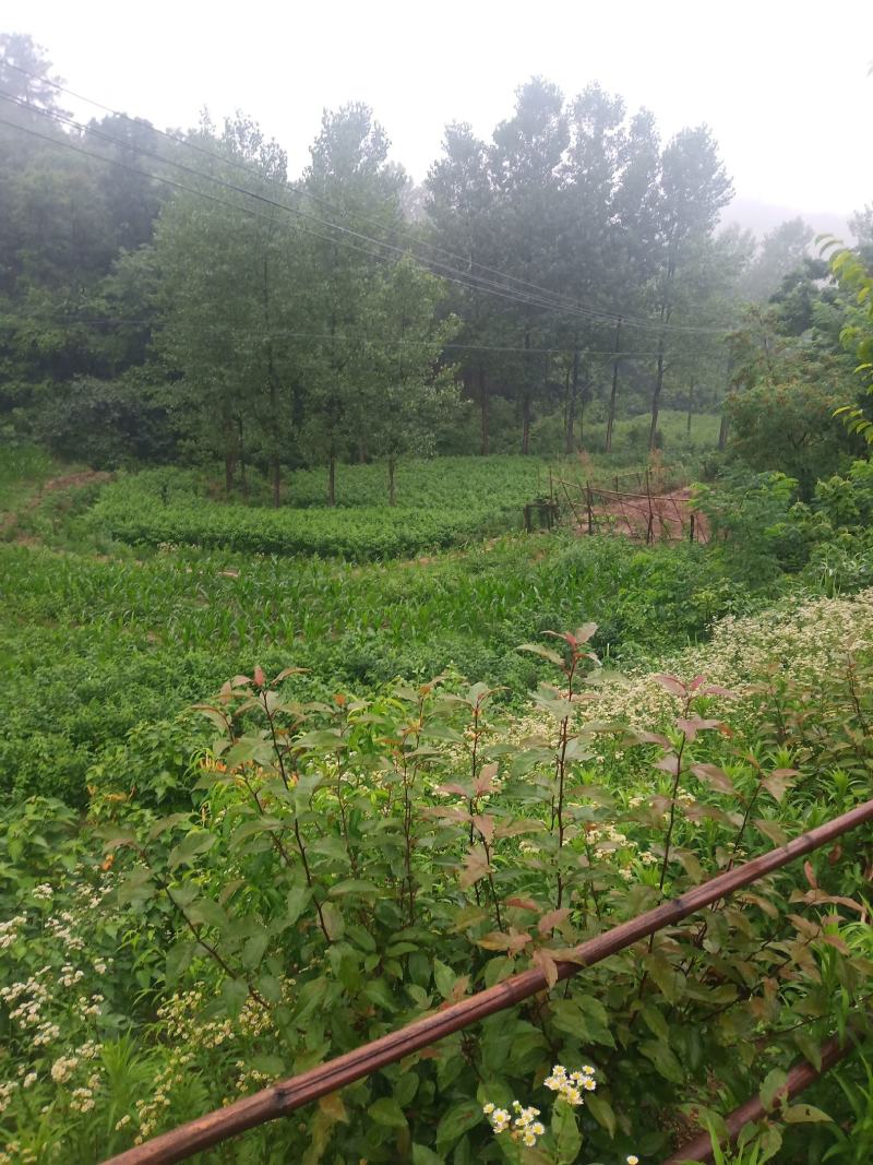 天然珍稀山野菜珍珠花小苗